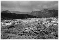 Bands of krummholz. Rocky Mountain National Park, Colorado, USA. (black and white)