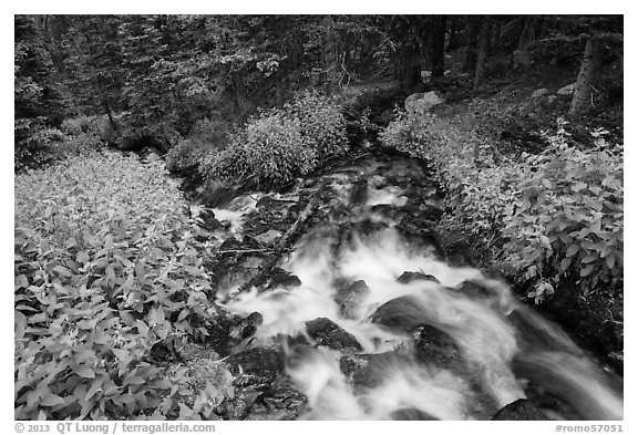 Stream cascading in forest. Rocky Mountain National Park (black and white)