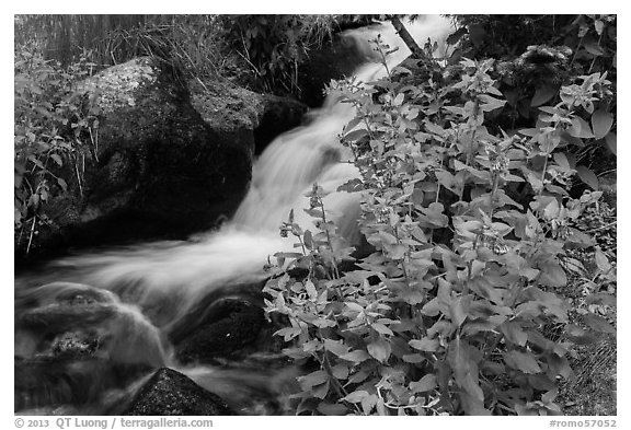 Wildflowers and cascading stream. Rocky Mountain National Park (black and white)