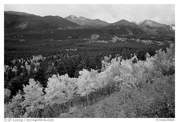 Scrub and yellow aspens in Glacier basin, fall. Rocky Mountain National Park, Colorado, USA.