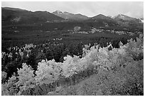 Scrub and yellow aspens in Glacier basin, fall. Rocky Mountain National Park, Colorado, USA. (black and white)