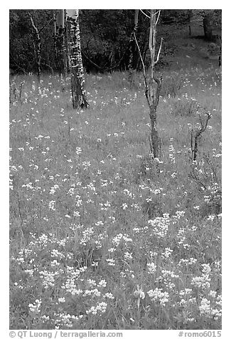 Wildflowers and trees in forest. Rocky Mountain National Park, Colorado, USA.