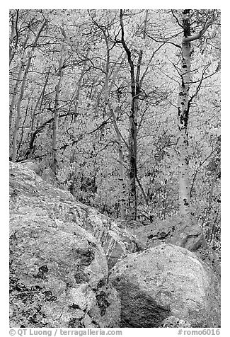 Boulder field and yellow aspens. Rocky Mountain National Park (black and white)