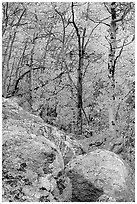 Boulder field and yellow aspens. Rocky Mountain National Park ( black and white)