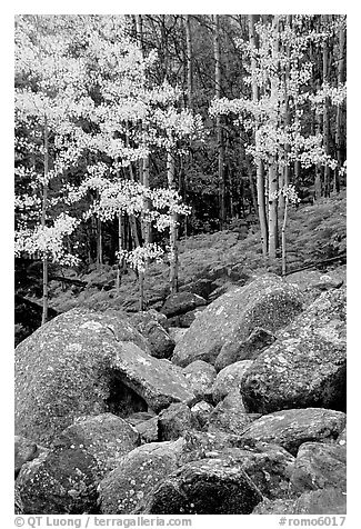 Boulders and forest with yellow aspens. Rocky Mountain National Park, Colorado, USA.