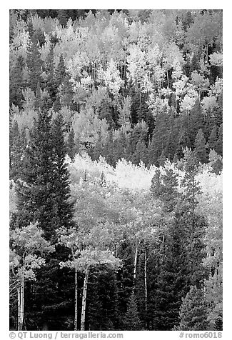 Aspens in various shades of fall colors. Rocky Mountain National Park, Colorado, USA.