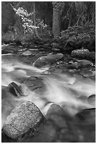 North St Vrain Creek in autumn. Rocky Mountain National Park ( black and white)