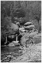 Upper Copeland Falls in autumn. Rocky Mountain National Park ( black and white)