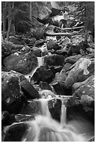 Calypo Cascades, Wild Basin. Rocky Mountain National Park ( black and white)