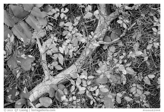 Close-up of ground with leaves in autumn. Rocky Mountain National Park (black and white)