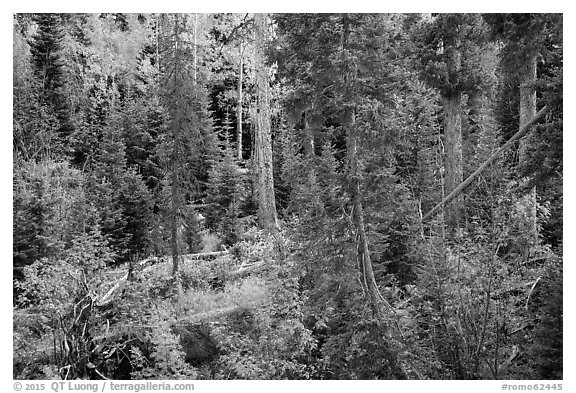 Forest in autumn, Wild Basin. Rocky Mountain National Park (black and white)