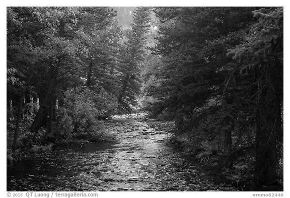 North St Vrain Creek flowing in dense forest, Wild Basin. Rocky Mountain National Park (black and white)