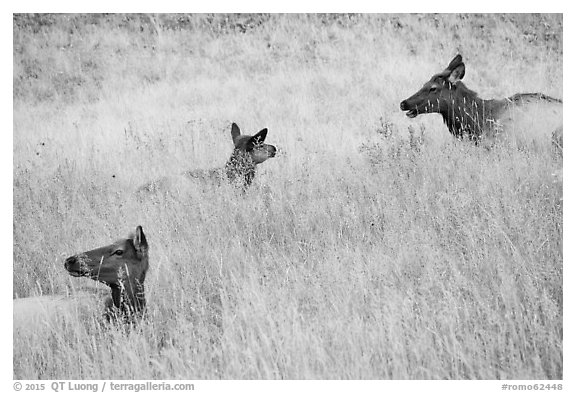 Elk cows in autum grasses. Rocky Mountain National Park (black and white)