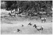 Elk herd and trees. Rocky Mountain National Park ( black and white)