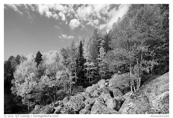 Brightly colored aspens and boulders in autumn. Rocky Mountain National Park (black and white)