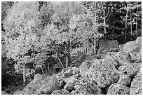Aspens and boulders in autumn. Rocky Mountain National Park ( black and white)