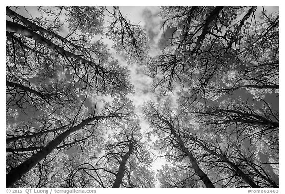 Looking up aspen grove in autumn. Rocky Mountain National Park (black and white)