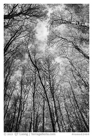 Aspen grove with golden leaves in autumn. Rocky Mountain National Park (black and white)