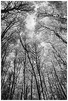 Aspen grove with golden leaves in autumn. Rocky Mountain National Park ( black and white)