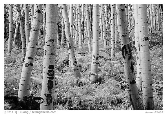 Aspens and ferns in autumn. Rocky Mountain National Park (black and white)