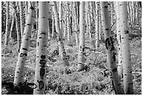 Aspens and ferns in autumn. Rocky Mountain National Park ( black and white)