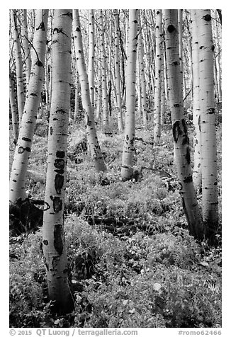 Aspen grove and ferns on forest floor in autumn. Rocky Mountain National Park (black and white)