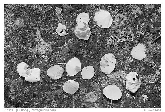 Close-up of fallen aspen leaves on boulder with lichen. Rocky Mountain National Park (black and white)