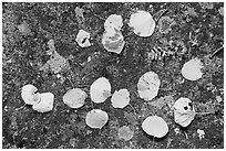 Close-up of fallen aspen leaves on boulder with lichen. Rocky Mountain National Park ( black and white)