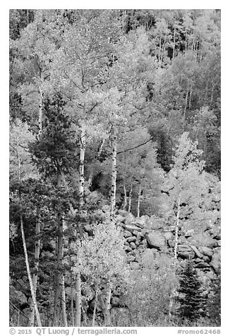 Aspens and boulders in autumn. Rocky Mountain National Park (black and white)