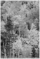 Aspens and boulders in autumn. Rocky Mountain National Park ( black and white)