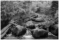 Stream above Alberta Falls in autumn. Rocky Mountain National Park ( black and white)