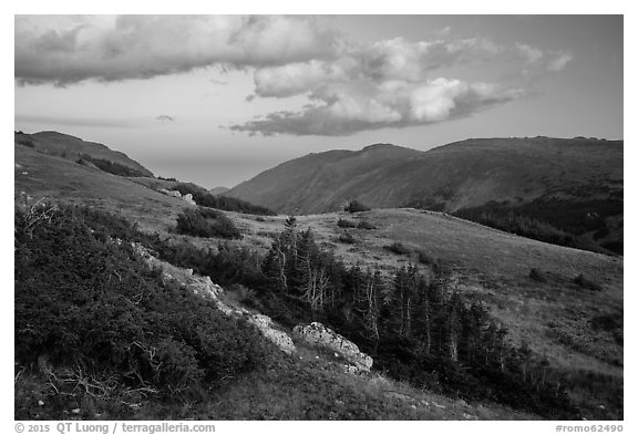 Krumholtz and alpine tundra at sunset. Rocky Mountain National Park (black and white)