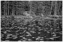 Water lillies and trees, Nymph Lake. Rocky Mountain National Park ( black and white)