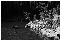 Trees on shore of Dream Lake. Rocky Mountain National Park ( black and white)