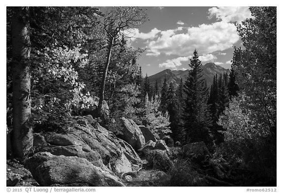 Longs Peak seen from forest opening in autumn. Rocky Mountain National Park (black and white)