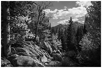 Longs Peak seen from forest opening in autumn. Rocky Mountain National Park ( black and white)