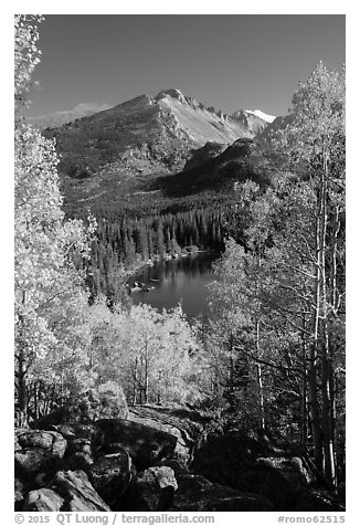 Yellow and orange aspens framing Bear Lake and Longs Peak. Rocky Mountain National Park (black and white)