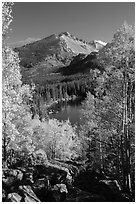 Yellow and orange aspens framing Bear Lake and Longs Peak. Rocky Mountain National Park ( black and white)