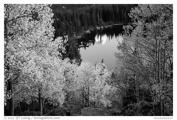 Aspen in autumn foliage and Bear Lake. Rocky Mountain National Park (black and white)