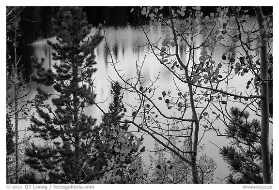 Bear Lake through trees and autumn leaves. Rocky Mountain National Park (black and white)