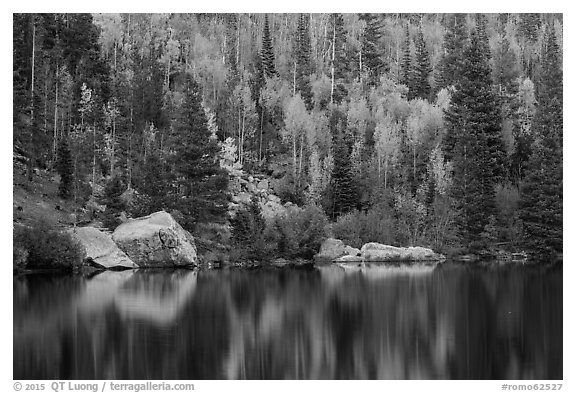 Autumn Color on the slopes around Bear Lake. Rocky Mountain National Park (black and white)