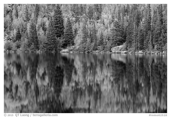 Autumn foliage color and reflections in Bear Lake. Rocky Mountain National Park (black and white)