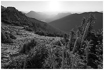 Krumholtz trees at sunrise. Rocky Mountain National Park ( black and white)