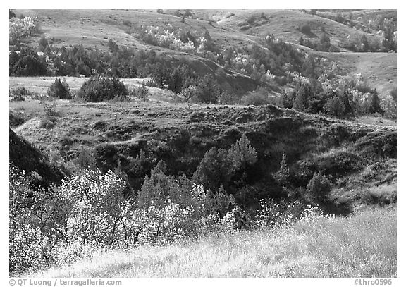 Grasses, badlands and trees in North unit, autumn. Theodore Roosevelt National Park, North Dakota, USA.