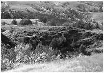 Grasses, badlands and trees in North unit, autumn. Theodore Roosevelt National Park, North Dakota, USA. (black and white)