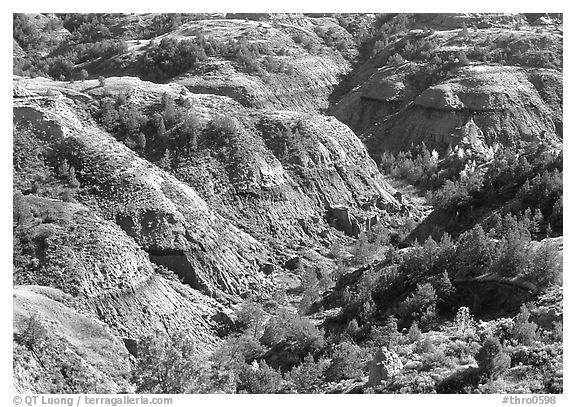 Erosion formation and trees in North unit. Theodore Roosevelt National Park (black and white)