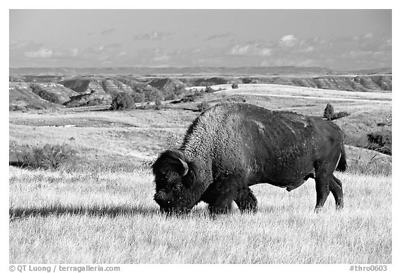 Bison grazing in  prairie. Theodore Roosevelt National Park, North Dakota, USA.