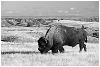Bison grazing in  prairie. Theodore Roosevelt National Park, North Dakota, USA. (black and white)