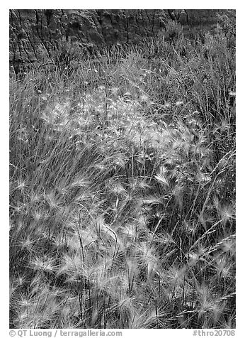 Barley grasses with badlands in background, North Unit. Theodore Roosevelt National Park (black and white)