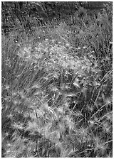 Barley grasses with badlands in background, North Unit. Theodore Roosevelt National Park ( black and white)